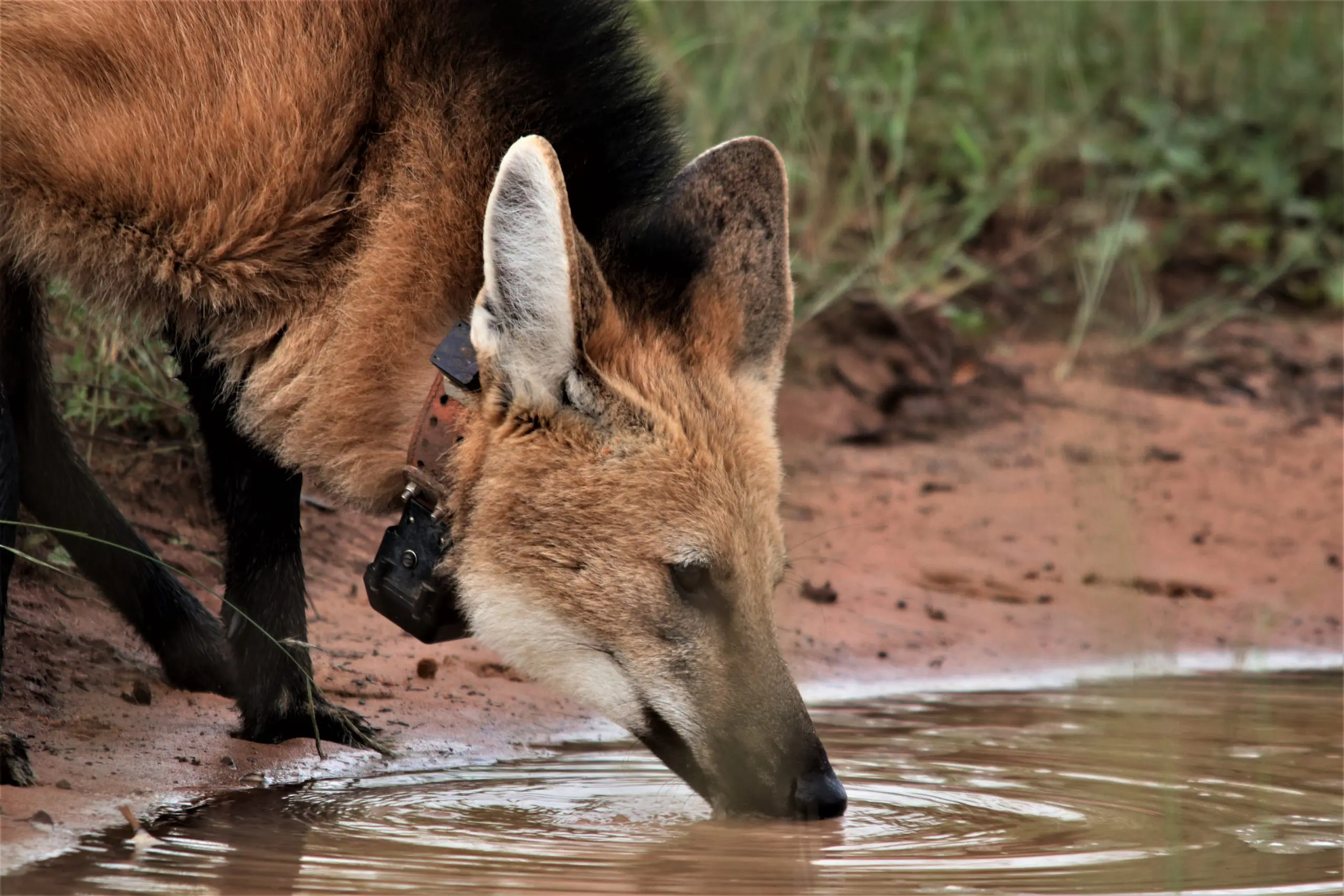 Lobo Guará