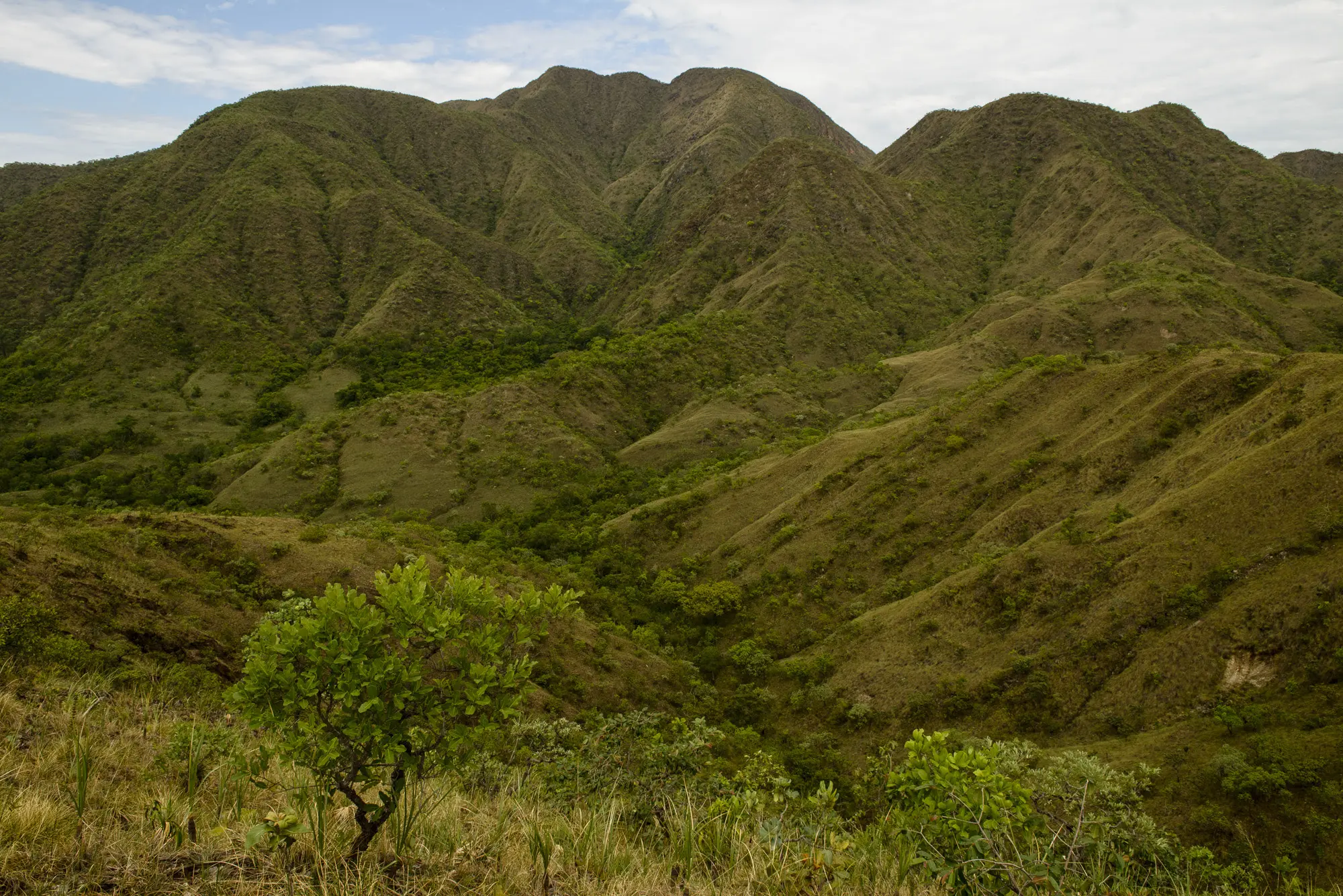 Cerrado