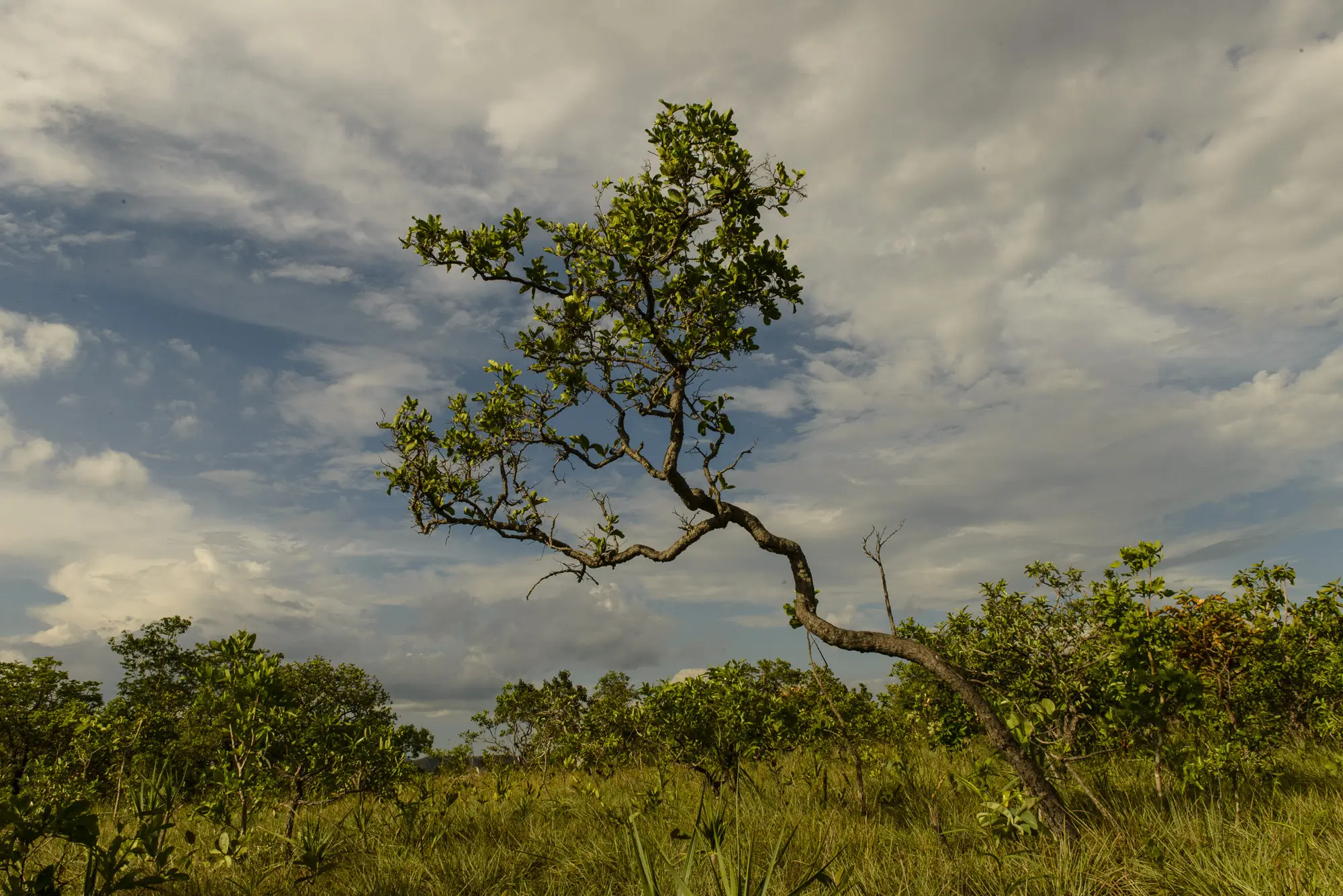 Cerrado