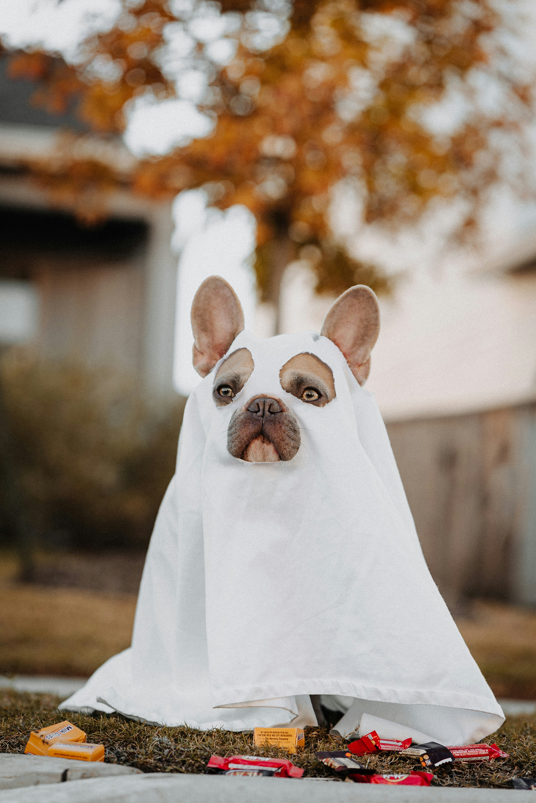 halloweens para pets