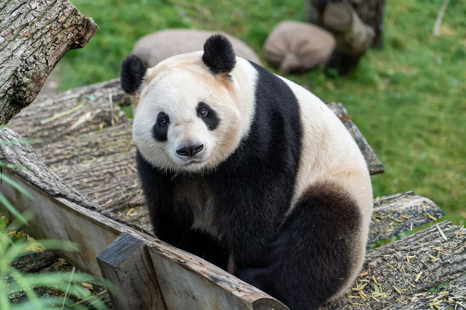 Ano Novo Chinês Ano da Serpente China