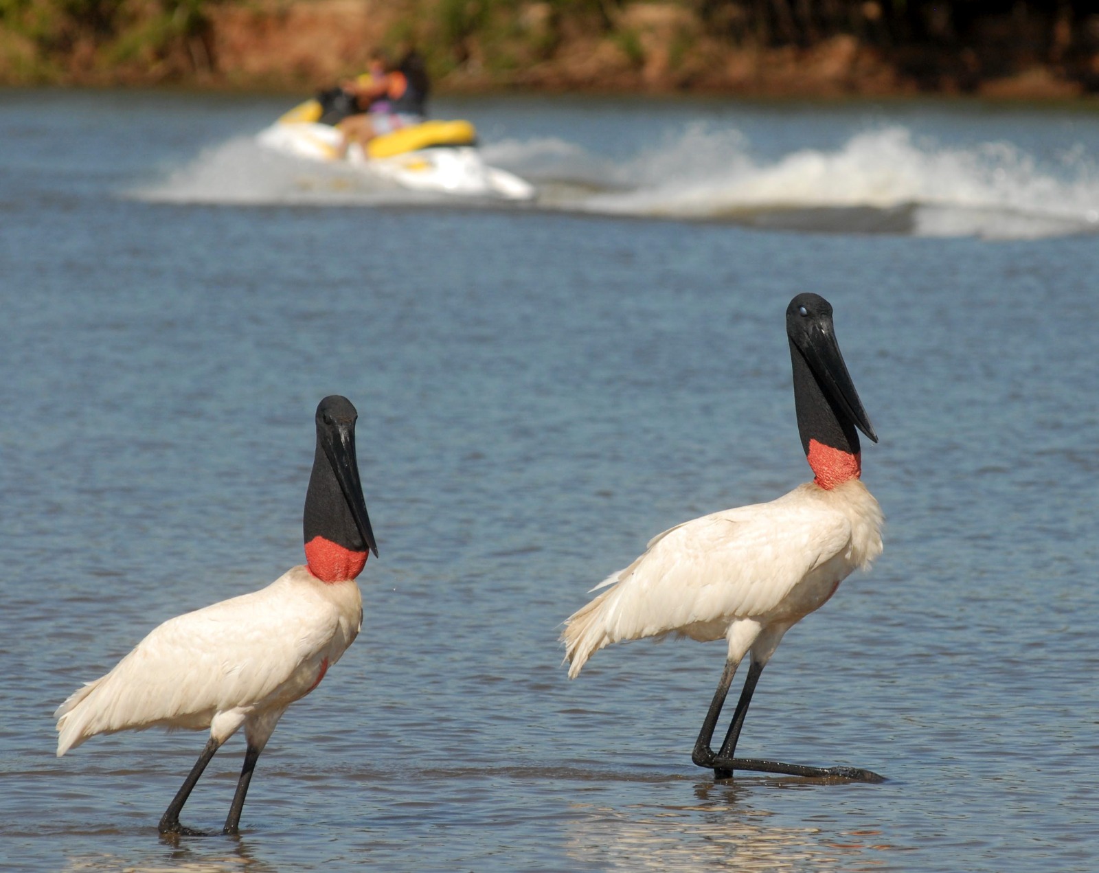  Governo de Goiás abre a Temporada Mais Araguaia 