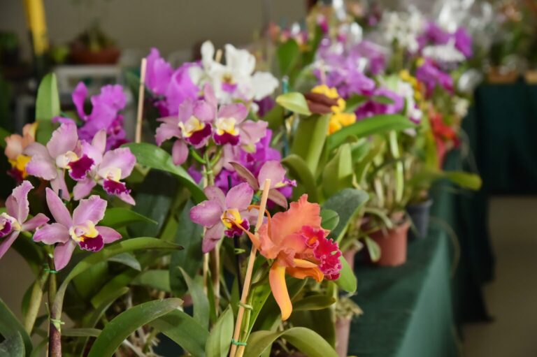 exposição de orquídeas e rosas