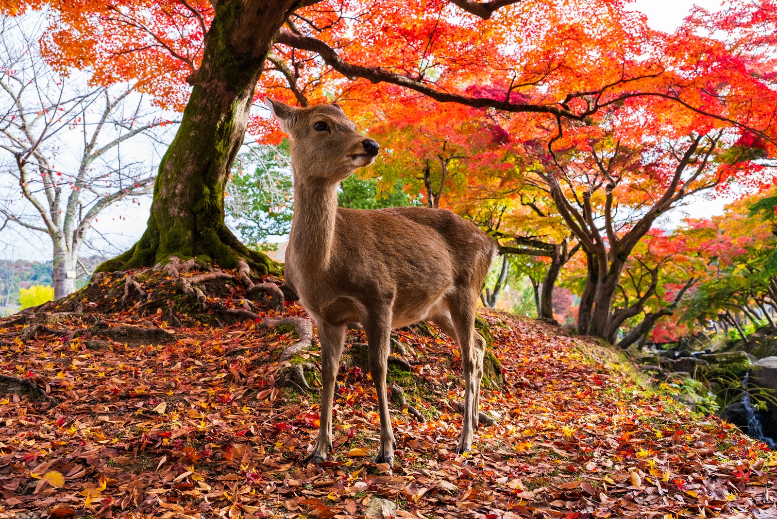 Japão no outono Momijigari