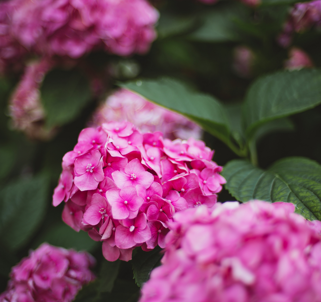 Plantas recebem cuidados especiais durante o inverno