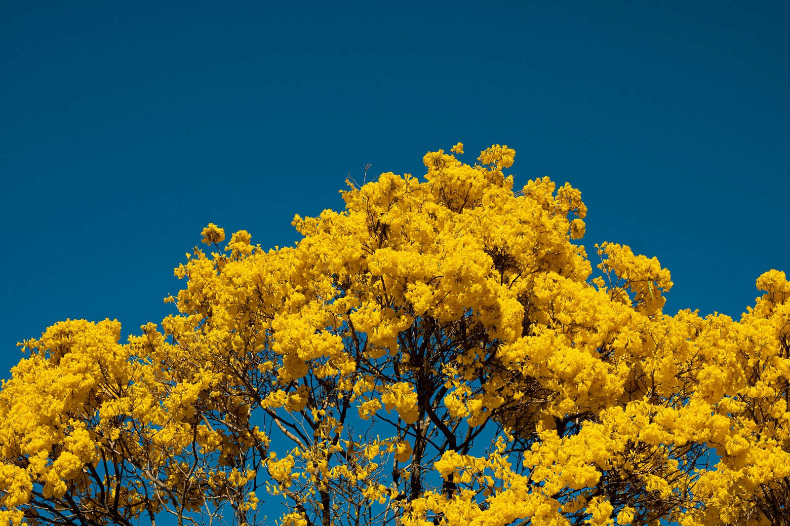 Plantas recebem cuidados especiais durante o inverno