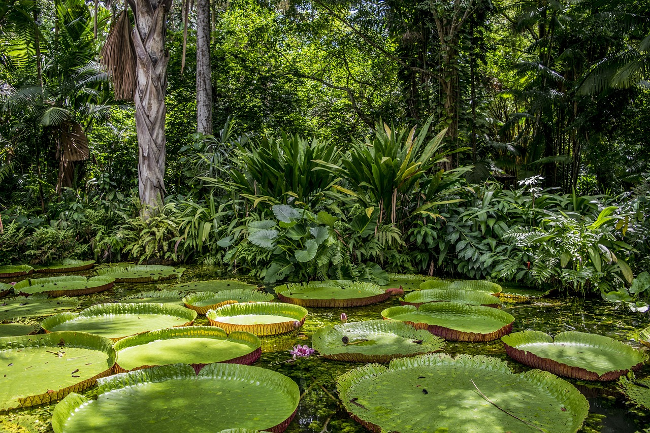 Dia da Amazonia