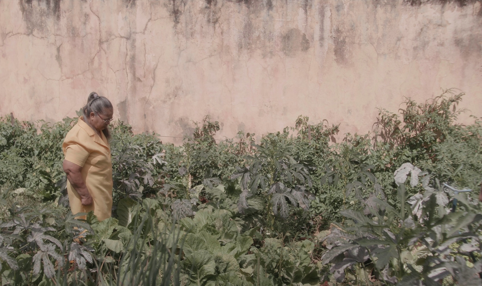 Curta goiano A Curva do Rio