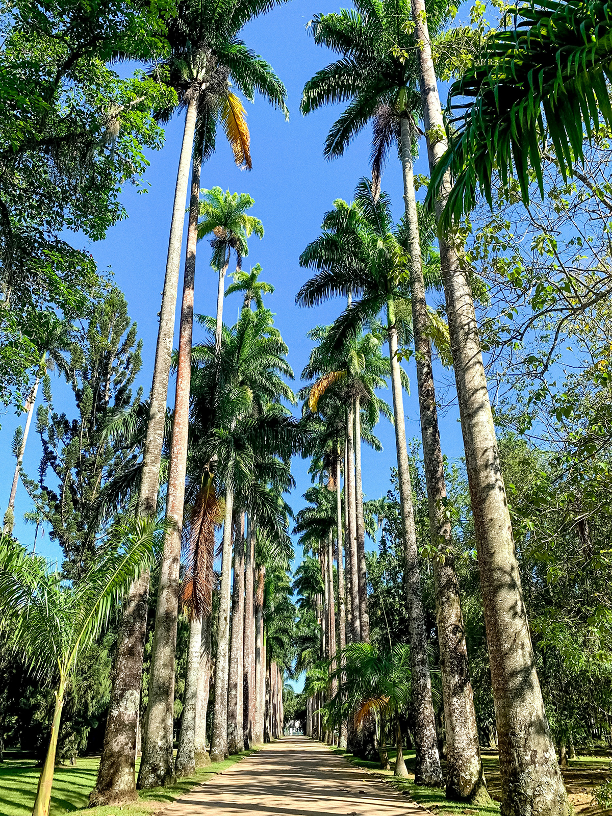 Rio de Janeiro 461 anos
