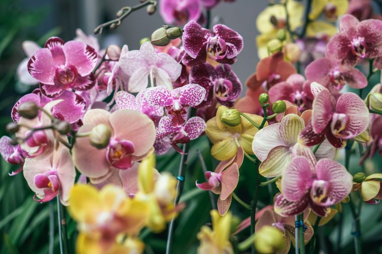Exposição Nacional de Orquídeas