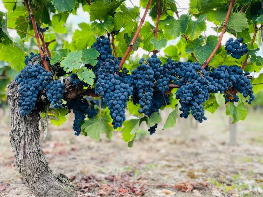 Vinhedo na Região de Bordeaux, na França