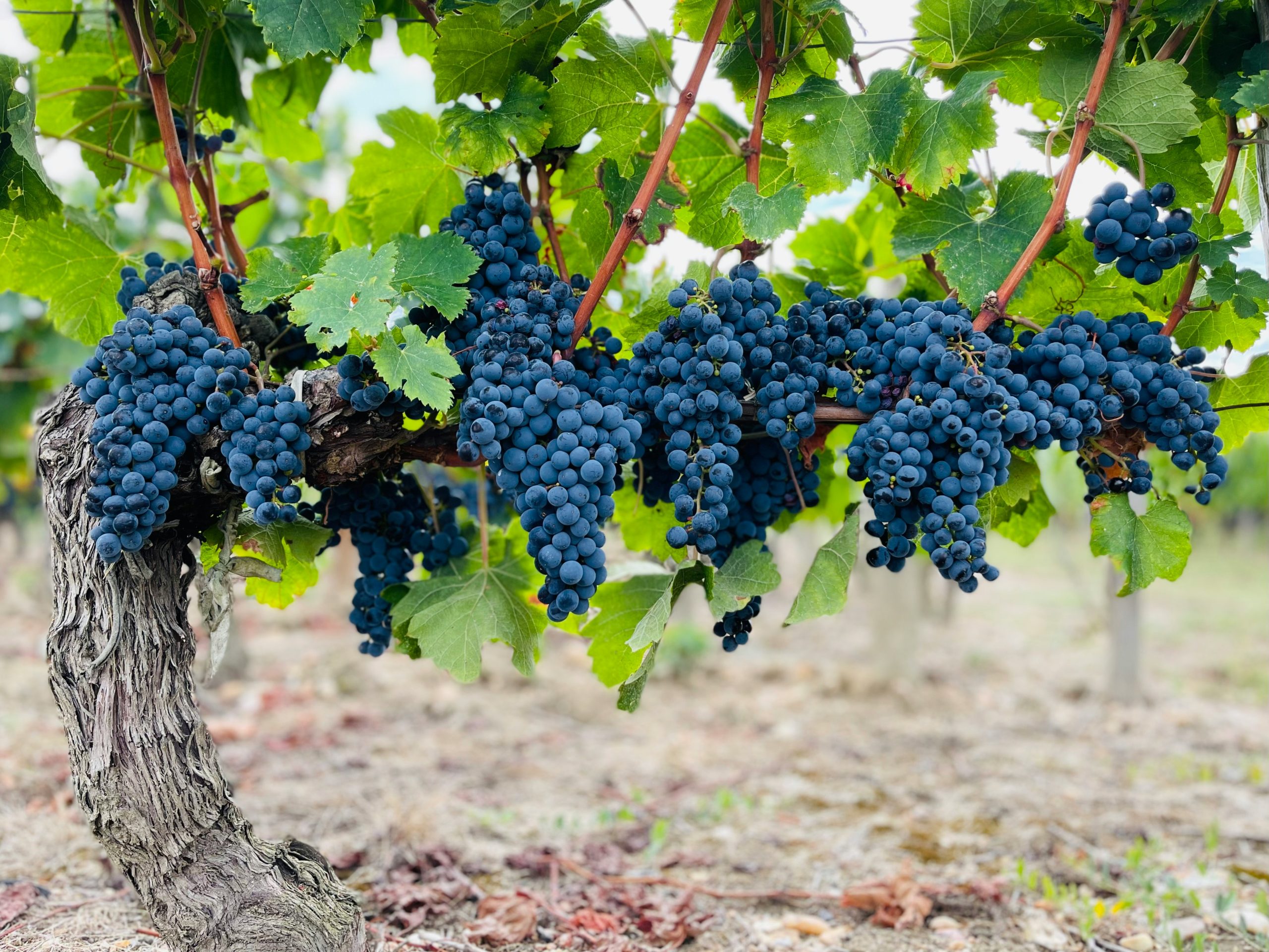 Vinhedo na Região de Bordeaux, na França