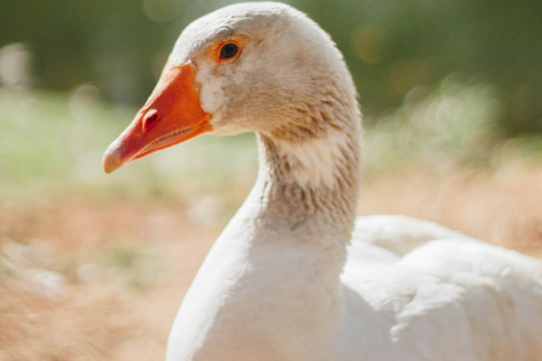 Foie gras