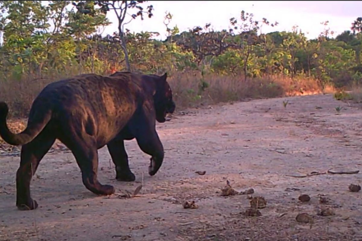 A-onca-preta-e-um-macho-que-foi-registrado-em-diferentes-pontos-da-Reserva-1 A onça-preta é um macho, que foi registrado em diferentes pontos da Reserva