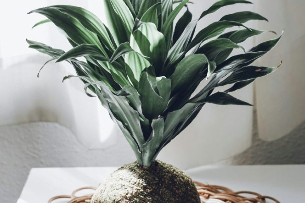 Bazar-Estacao-das-Plantas Bazar-Estacao-das-Plantas