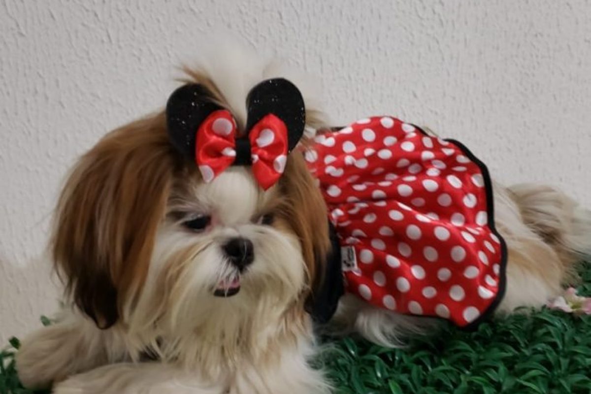 Cantinho-do-Cachorro-11-1