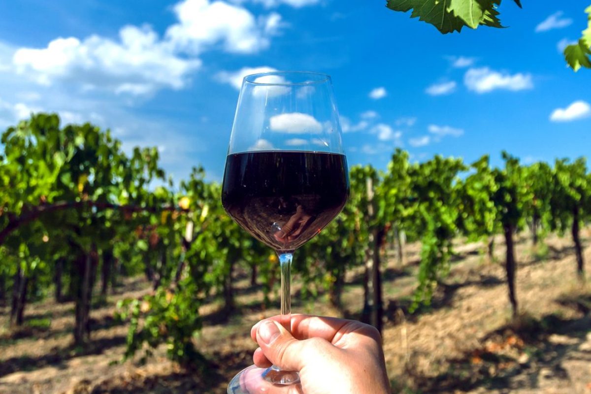 Dia-Internacional-da-Syrah-1