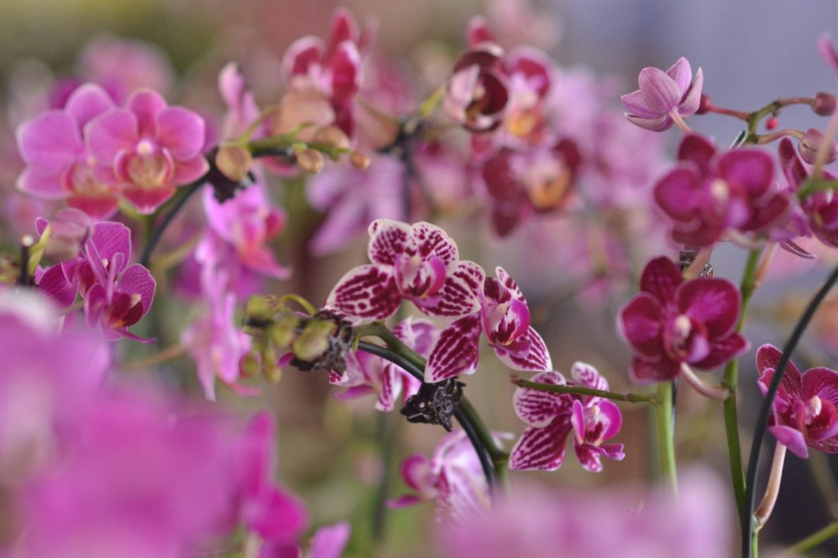EXPOSICAO-DE-ORQUIDEAS-FOTO-CLAUDIVINO-ANTUNES-6-SITE-scaled-1