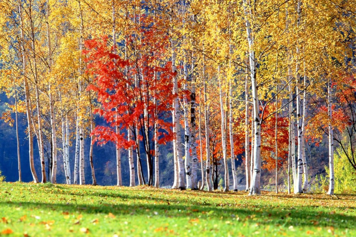 Folhas-de-outono-CREDITOS-©Hokkaido-Tourism-Organization-1