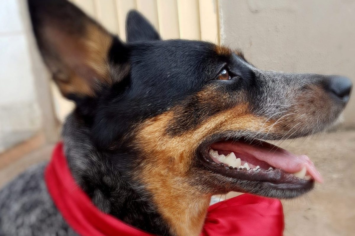 Nina_Simone_Heeler-scaled-1