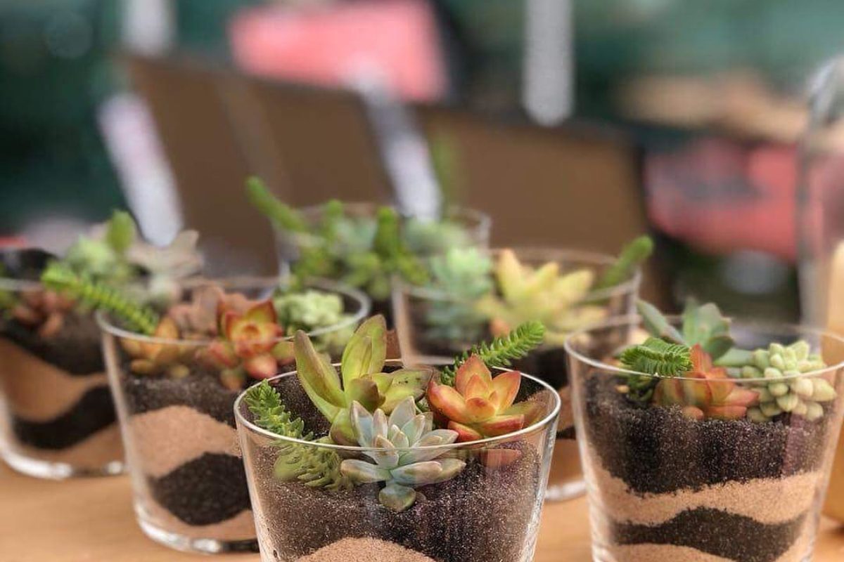 Suculentas-Nano-Garden-Digulgacao-1