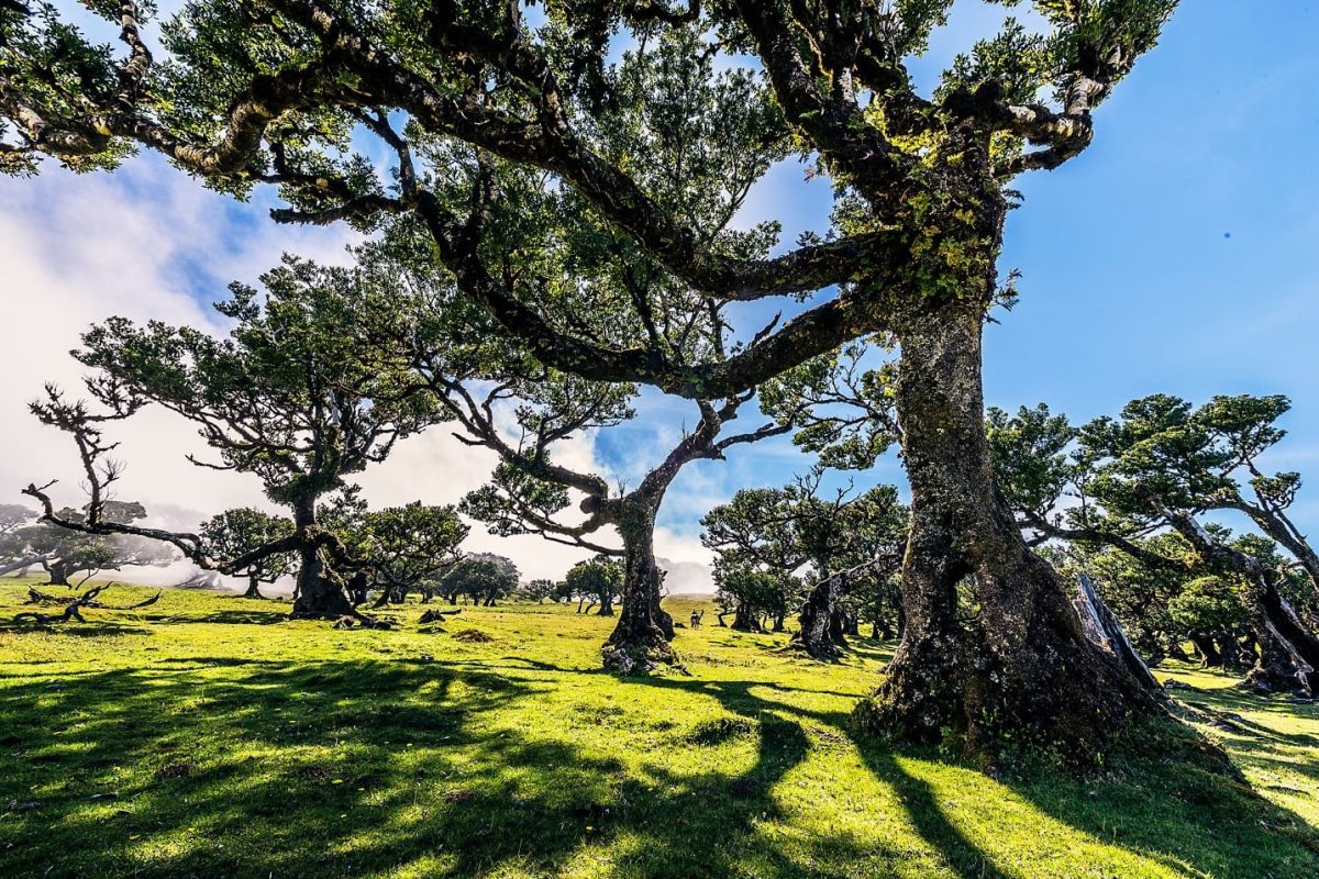 Vereda-do-Fanal-Credito-Francisco-Correia-Turismo-da-Madeira-1