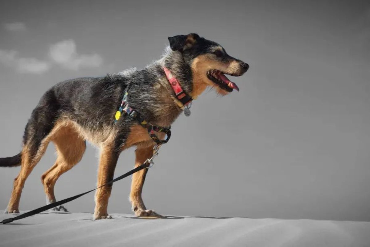 cachorrinha-Estopinha