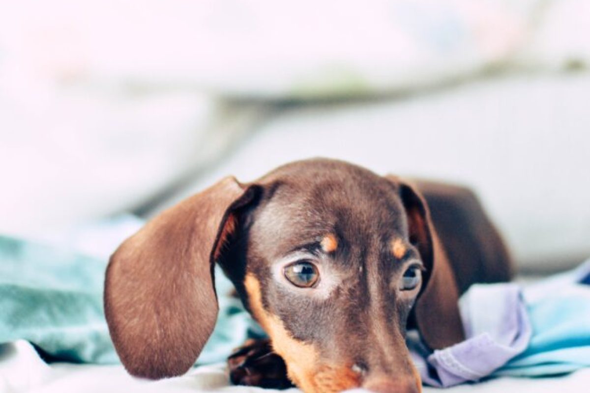 cao-na-hora-dos-fogos-681x1024-1