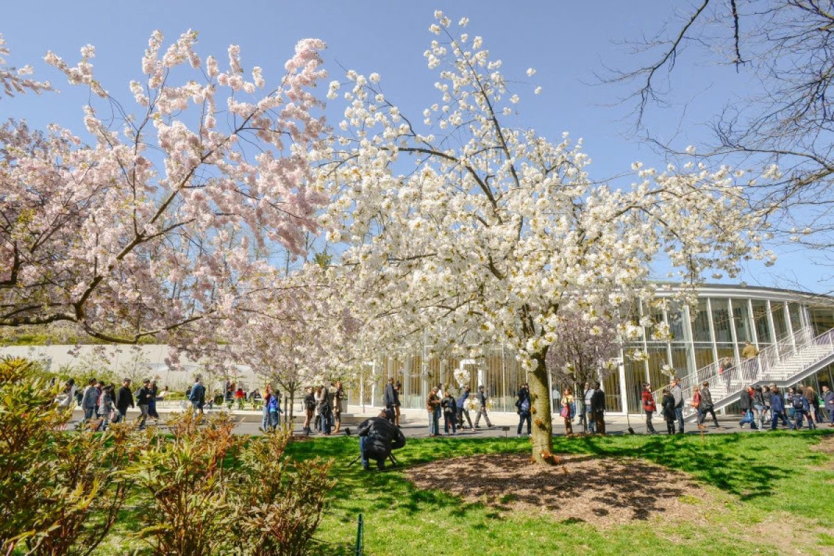 cerejeiras-.-Jardim-Botanico-do-Brooklyn-1