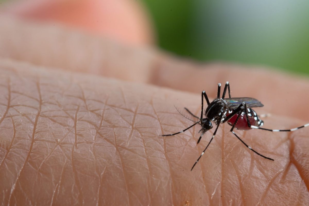 cuidados-com-a-dengue