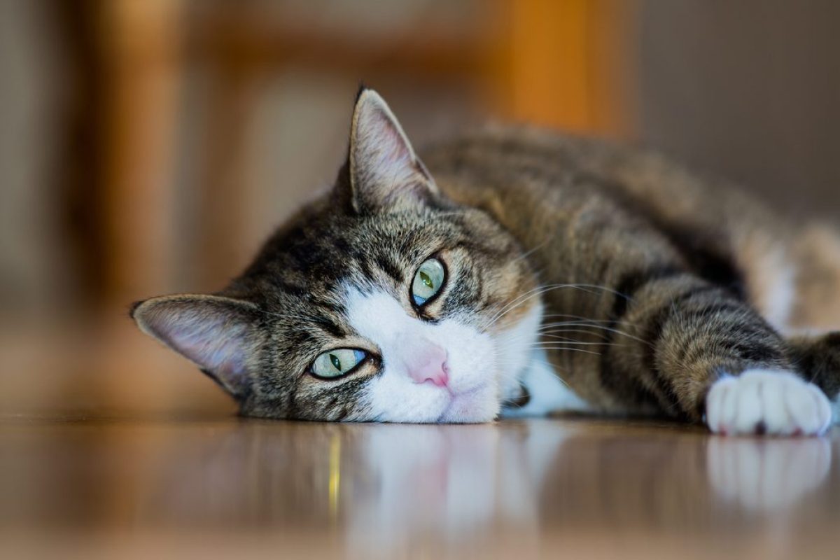 dia-mundial-do-gato-1024x684-1