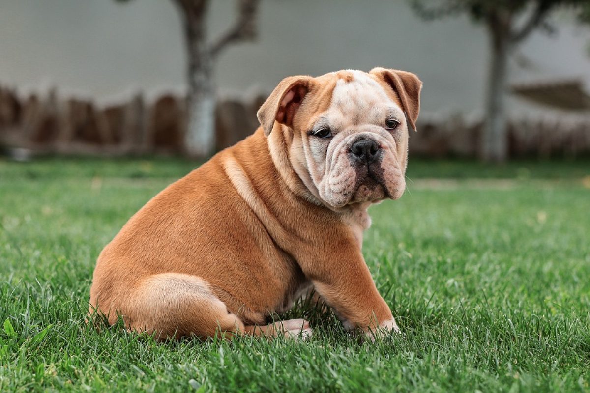 english-bulldog-5422018_960_720-1