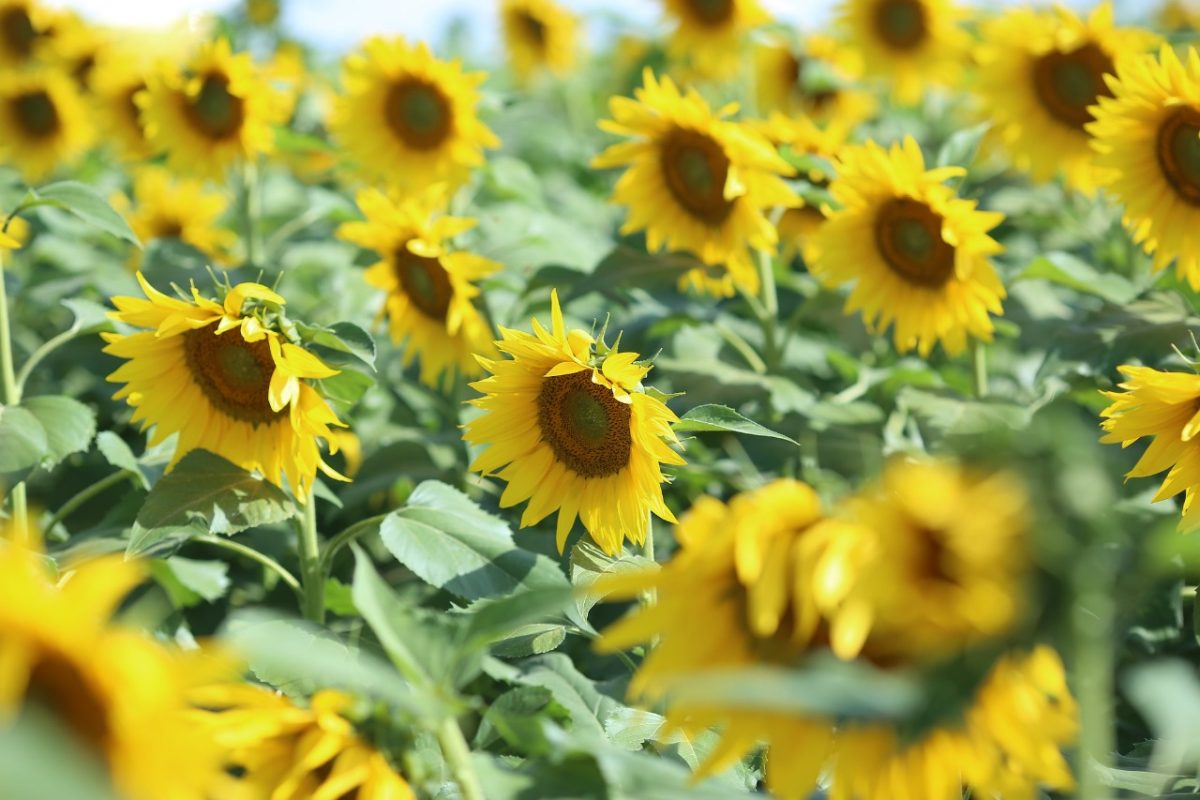 girasssol-lider-goias-1