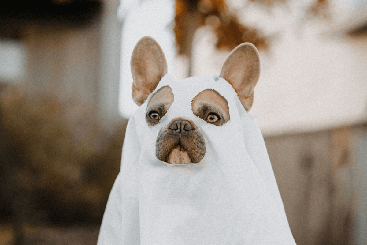 halloweens-para-pets-1 halloweens-para-pets-1