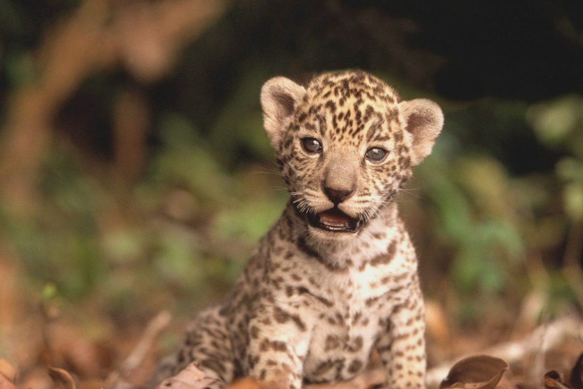 insituto-onca-pintada-1