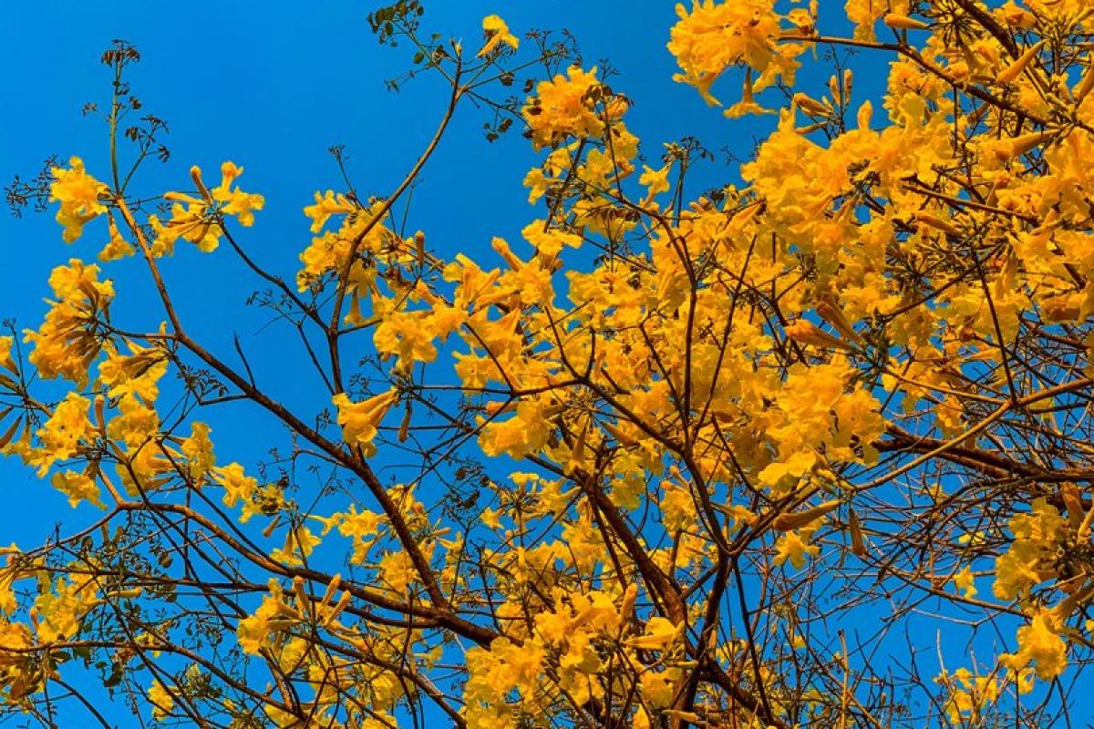 ipe-mais-antigo-de-goiania-1