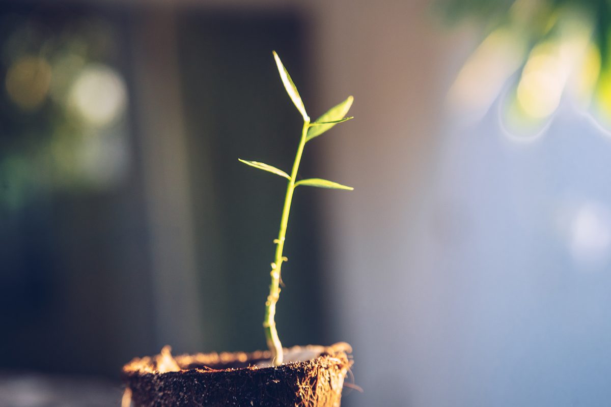 jardins-em-pequenos-espacos-1