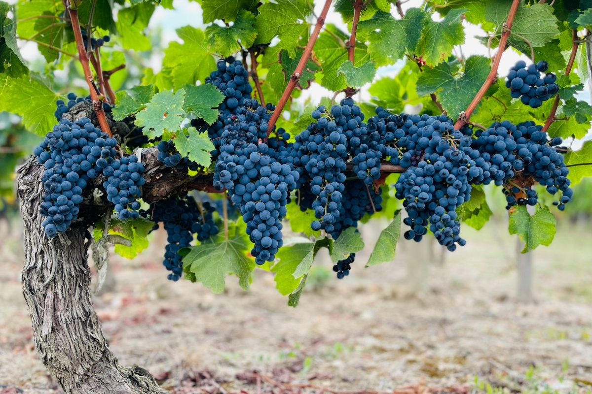 Vinhedo na Região de Bordeaux, na França