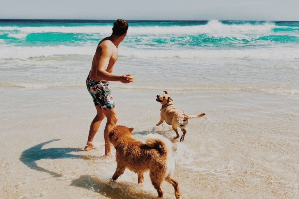 levar-ou-nao-o-cachorro-768x1024-1