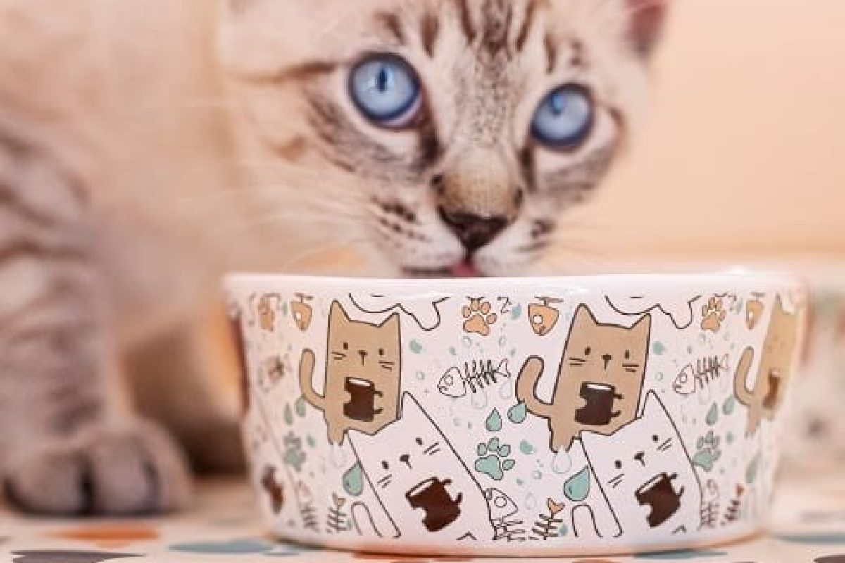 linha-my-pat-camicado-tigela-1