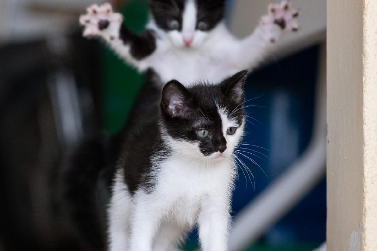 melhores-fotos-engracadas-de-pets