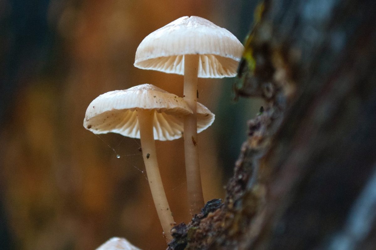 novas-especies-de-cogumelo-e-bolor-1