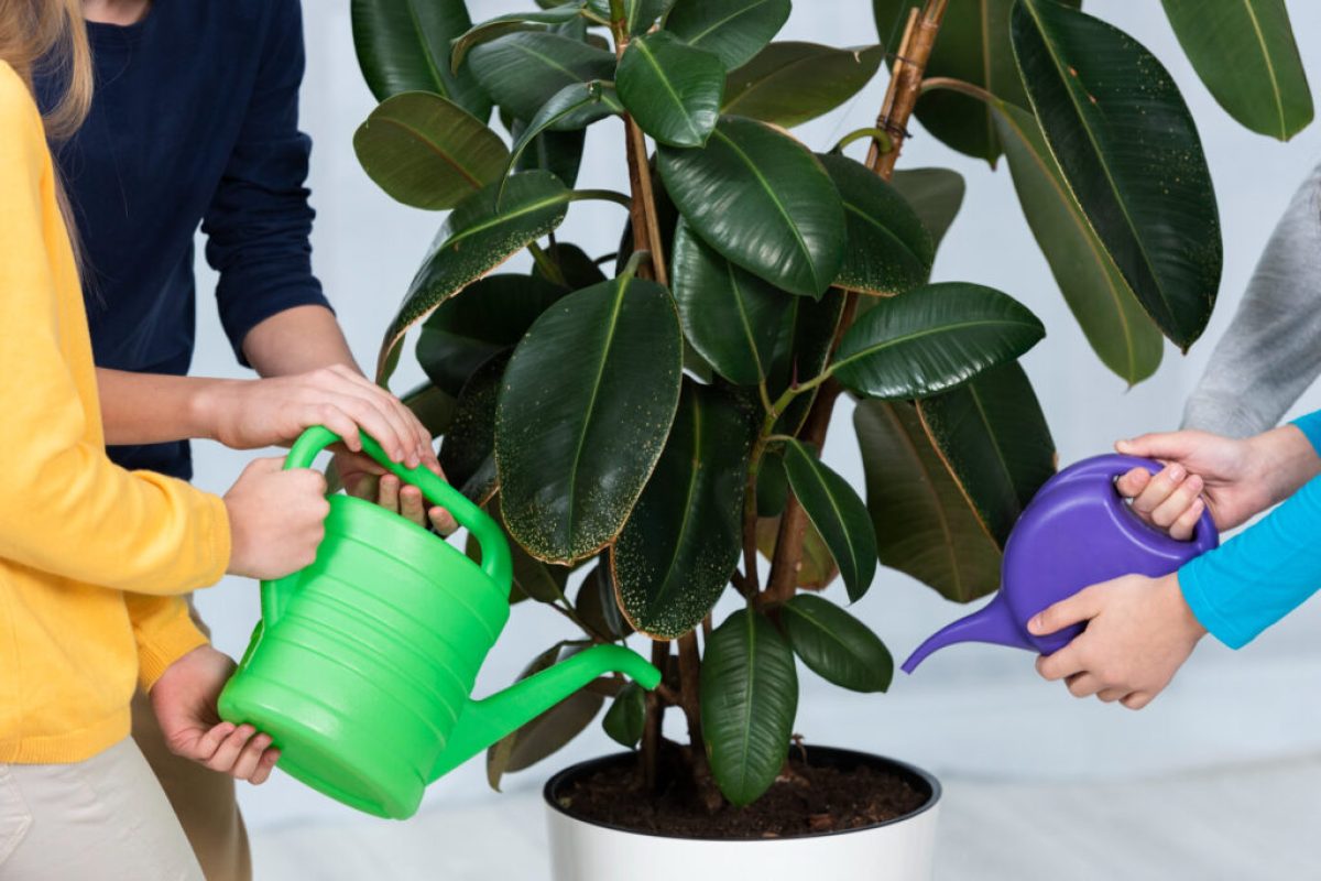 pais-de-planta-1024x684-1