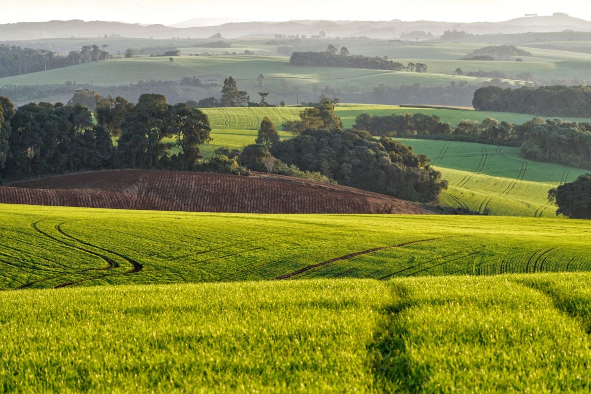 Produtores rurais, lideranças do agronegócio e especialistas participam do Fórum Goiano Cenários do Agro, em Goiânia, para discutir os desafios da safra 2026/2027, com foco em geopolítica, clima e gestão no campo. (Foto: Pexels- André Ulisses)