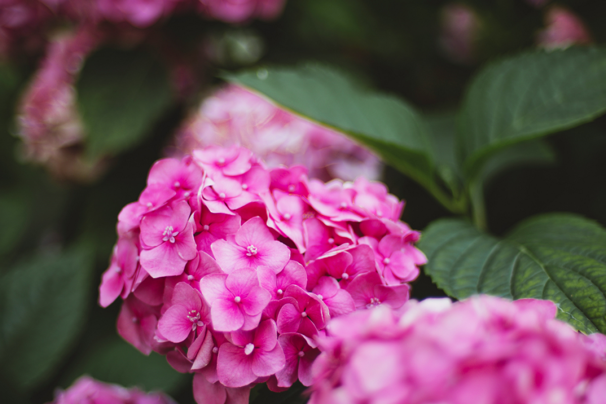 plantas-no-inverno-1