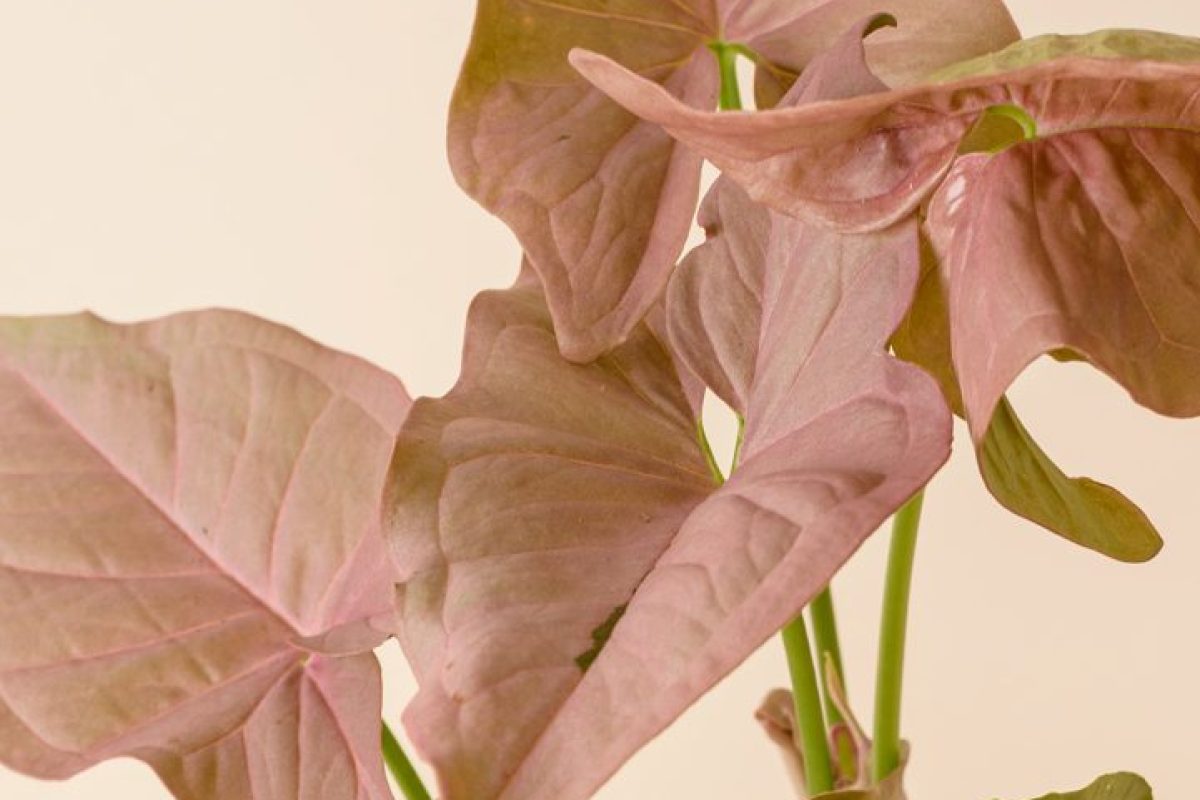 plantas-ornamentais-Syngonium-Rosa-1