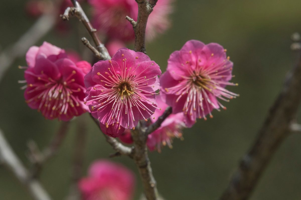 primavera-no-japao-6-1