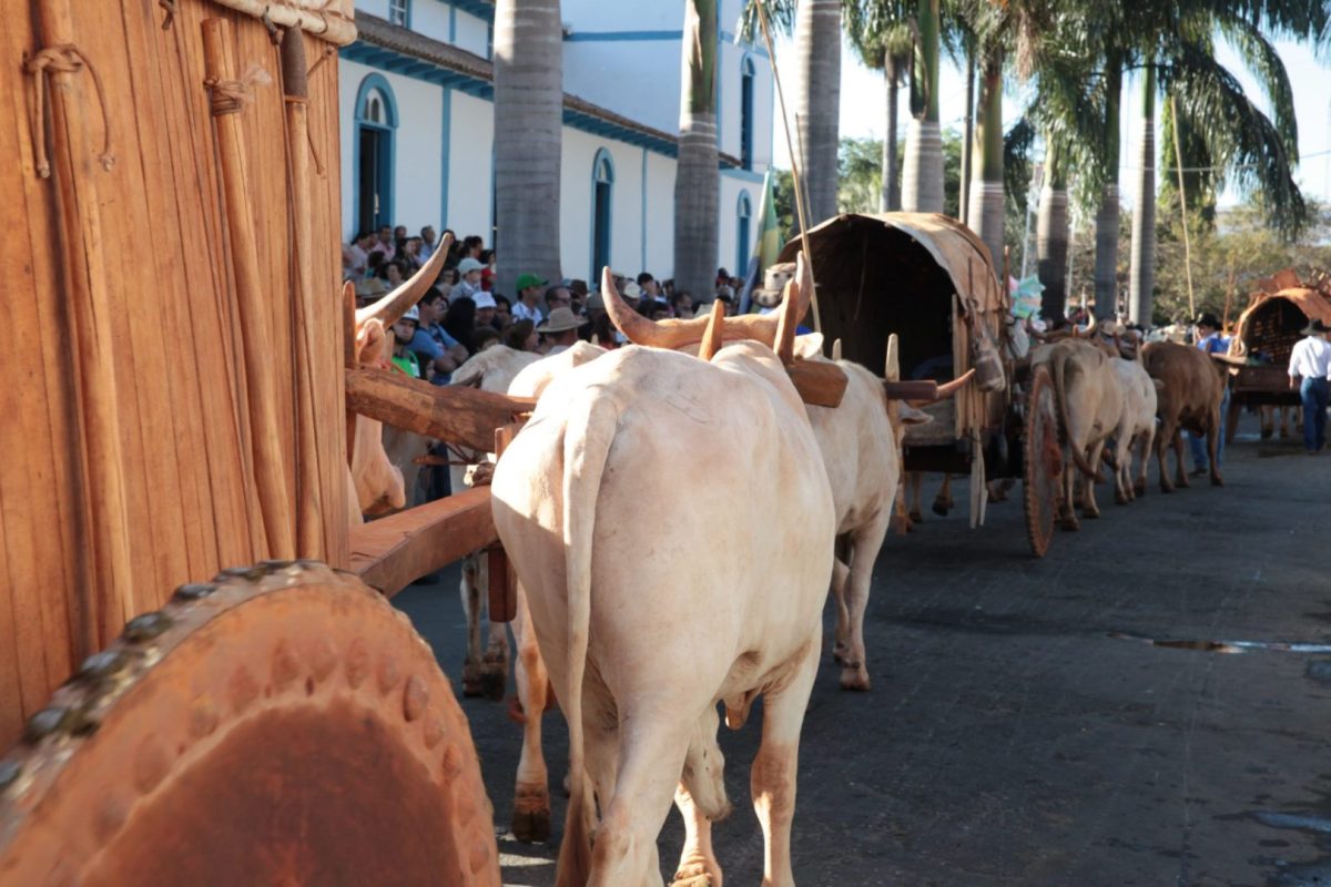 romaria-de-carros-de-boi-scaled-1