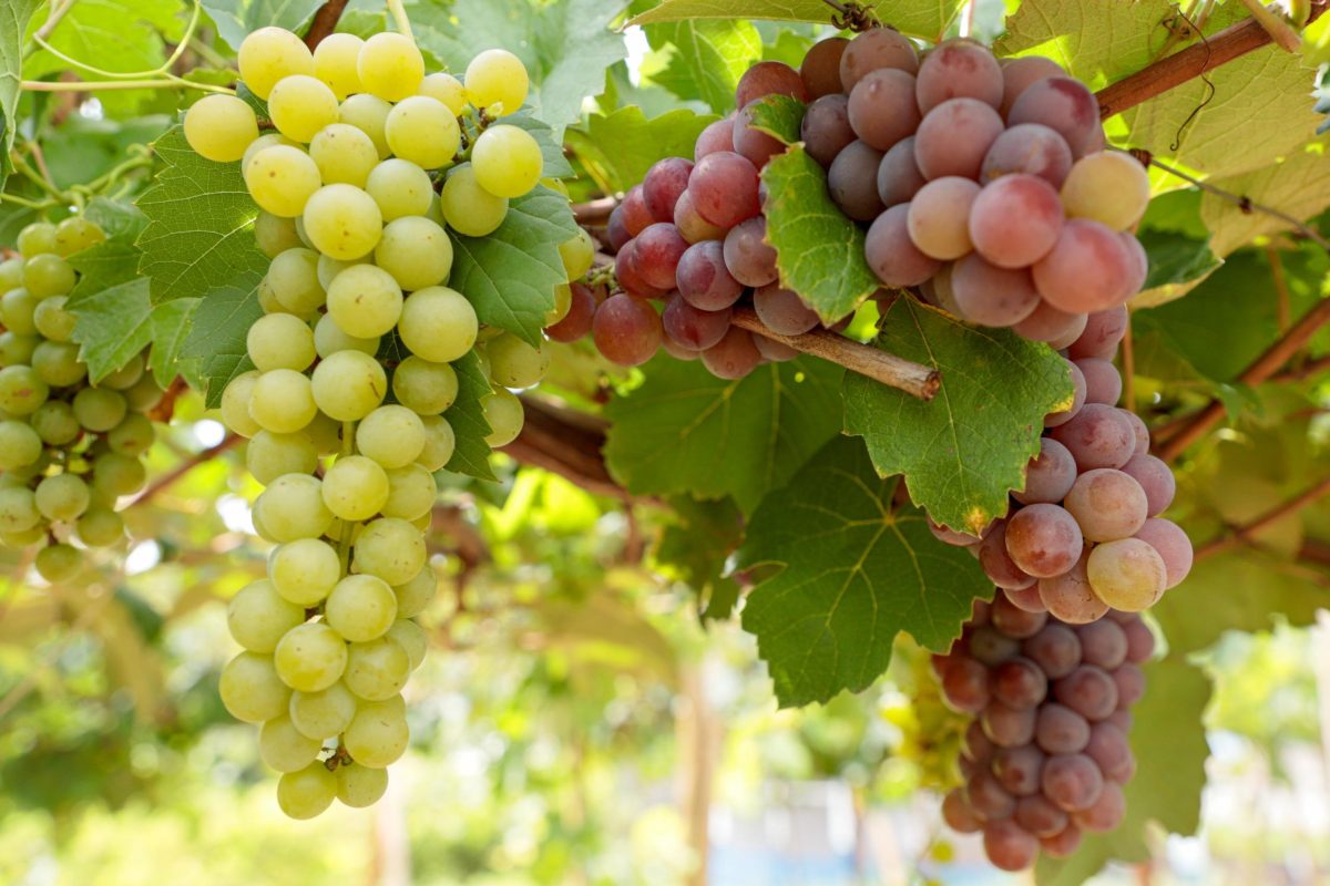 vinícolas em Goiás