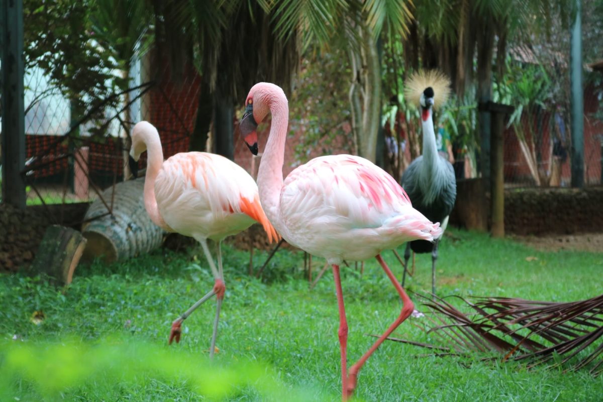 zoologico-goiania-1